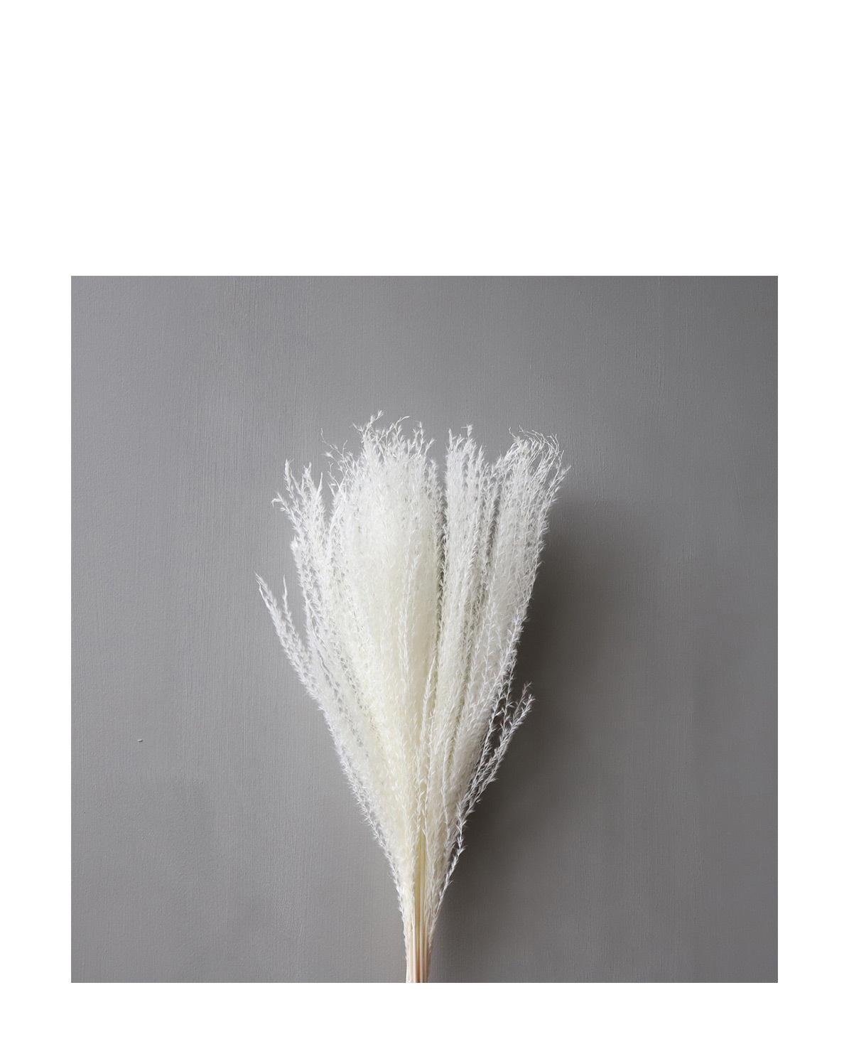 Trockenblumen  Feather Pampas white One Size