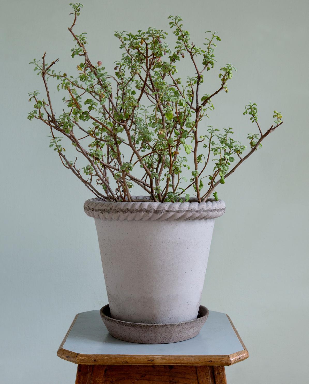Blumentopf Emilia Raw grey inkl. Untersetzer One Size