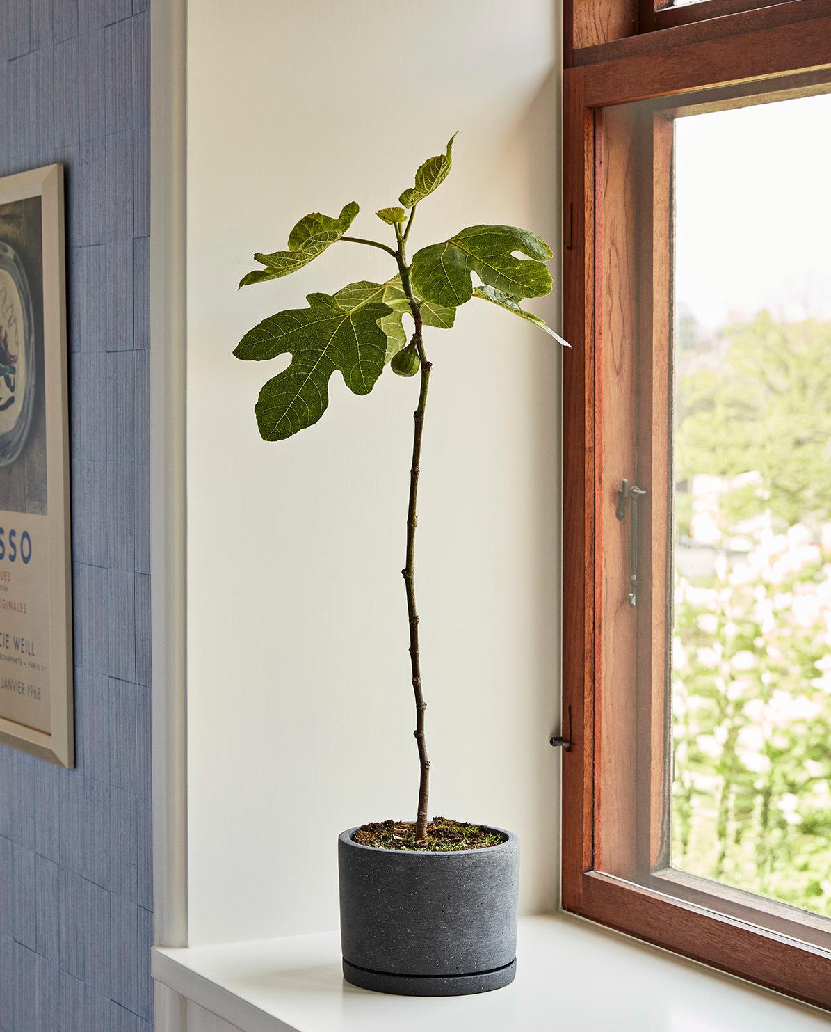 Blumentopf Plant Pot mit Untersetzer 14 cm H