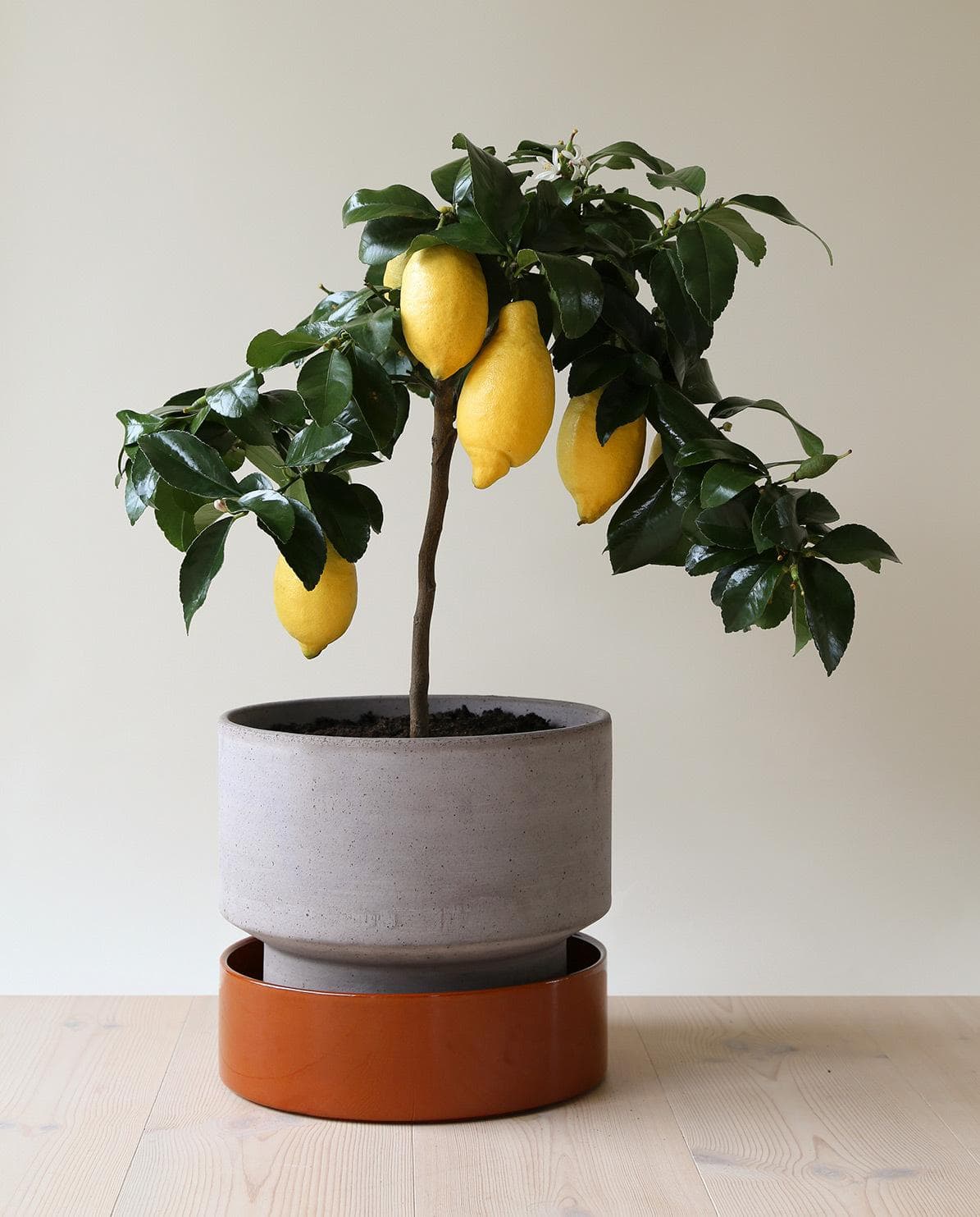 Untersetzer für Blumentopf The Hoff Pot Ø 25 cm