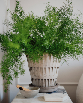 Bergs Potter Blumentopf Pantheon Raw inkl. Untersetzer