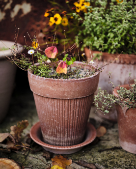 Bergs Potter Blumentopf Simona Raw Pot inkl. Untersetzer