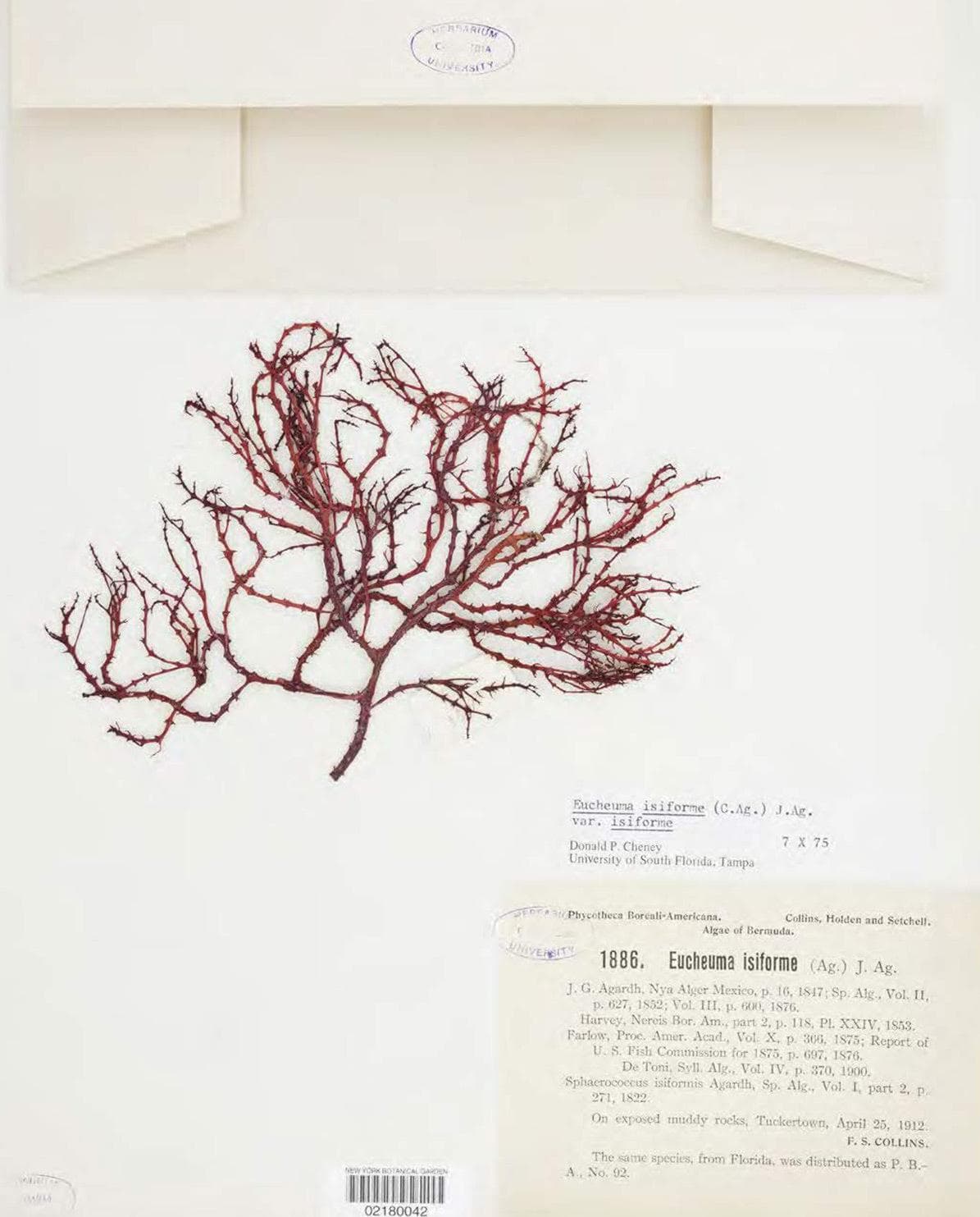 Buch Herbarium – The Quest to Preserve & Classify the World’s Plants One Size