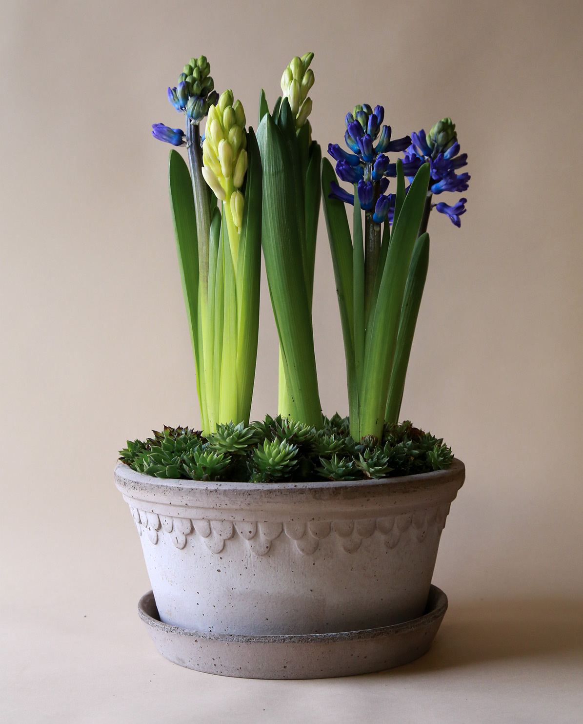 Bergs Potter Blumentopf The Københavner Raw Low Pot inkl. Untersetzer ⌀ 25 cm