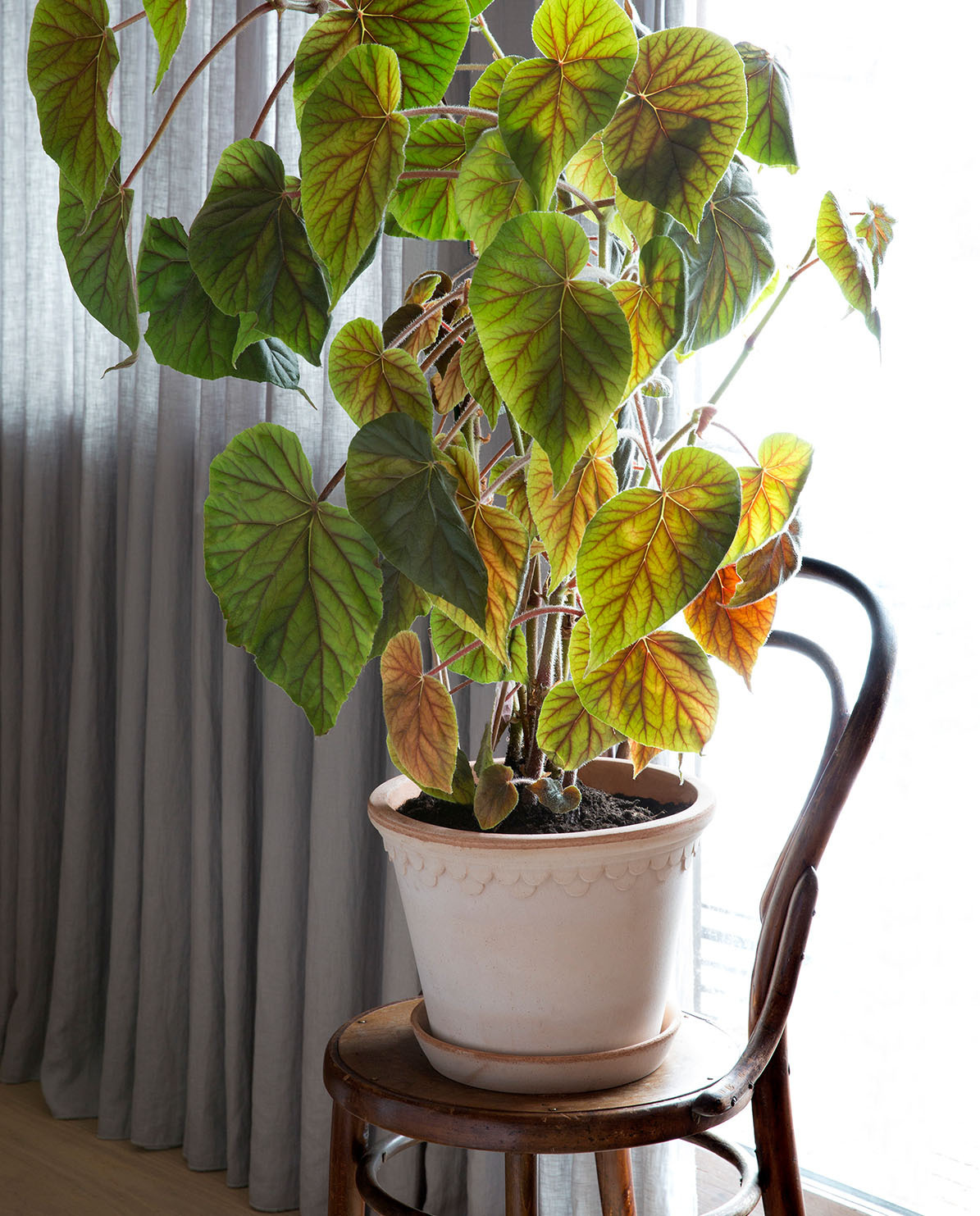 Bergs Potter Blumentopf The Københavner Raw Pot inkl. Untersetzer ⌀ 18 cm, 17,5 cm H