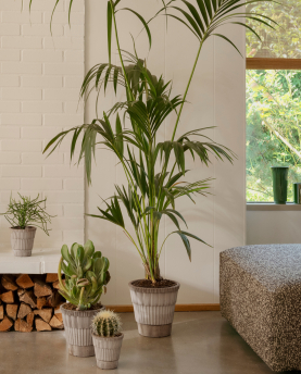 Bergs Potter Blumentopf Atlas Raw Pot inkl. Untersetzer