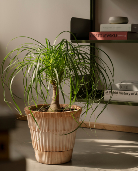 Bergs Potter Blumentopf Atlas Raw Pot inkl. Untersetzer