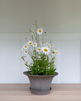 Bergs Potter Blumentopf Daisy Raw Pot inkl. Untersetzer