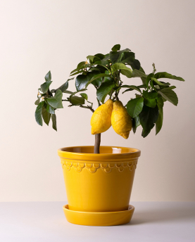 Bergs Potter Blumentopf The Københavner Glazed Pot inkl. Untersetzer
