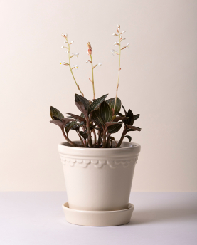 Bergs Potter Blumentopf The Københavner Glazed Pot inkl. Untersetzer