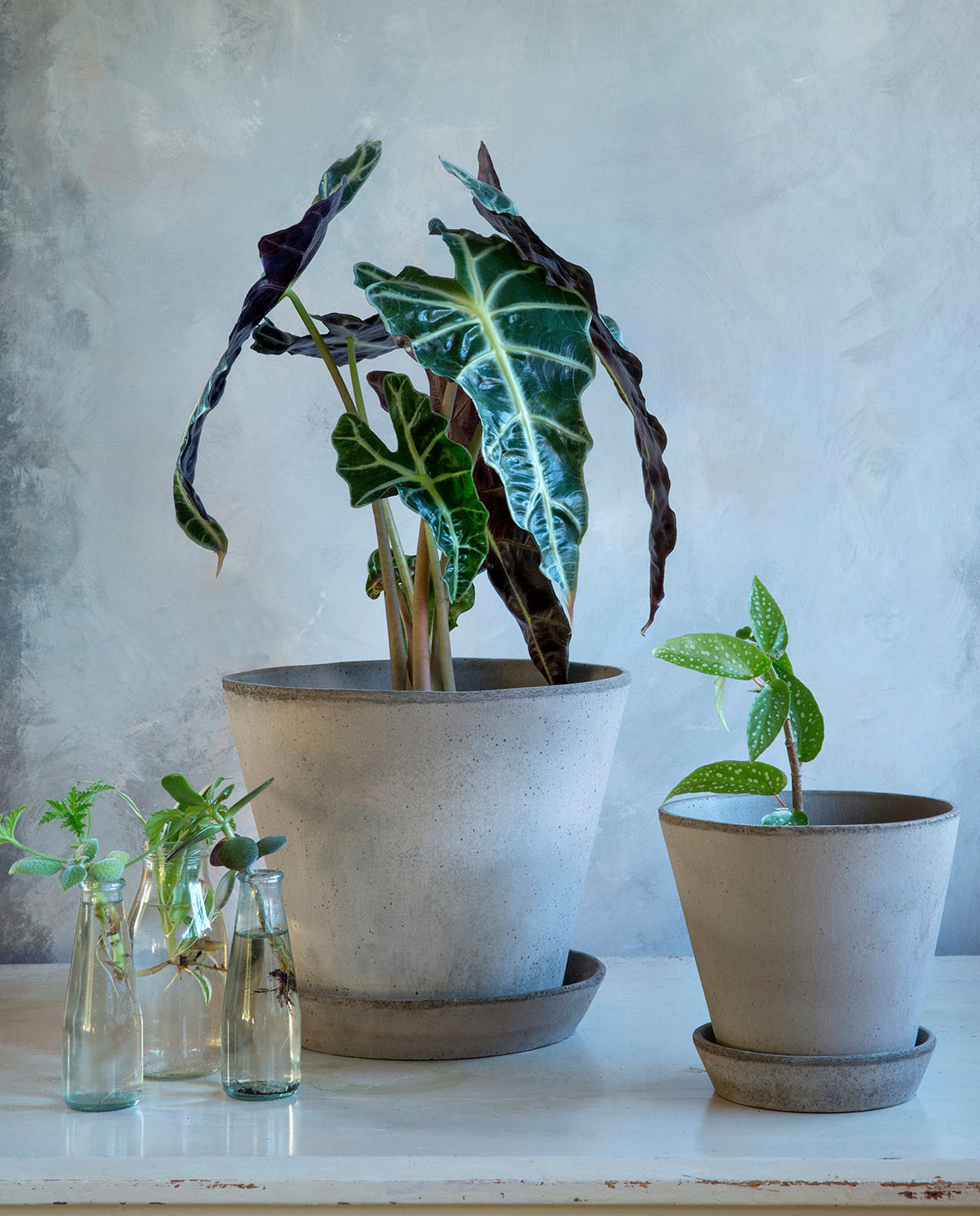 Bergs Potter Blumentopf The Julie Raw Pot inkl. Untersetzer Ø 10 cm