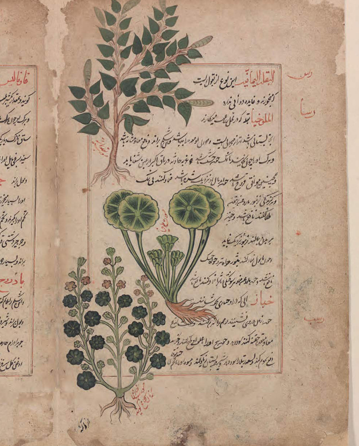 New Mags Buch Herbarium – The Quest to Preserve & Classify the World’s Plants One Size