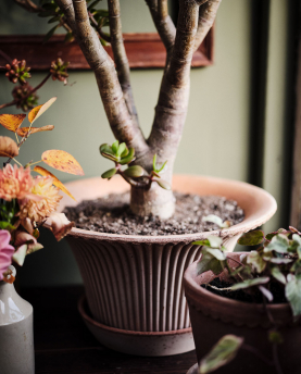 Bergs Potter Blumentopf Daisy Raw Pot inkl. Untersetzer