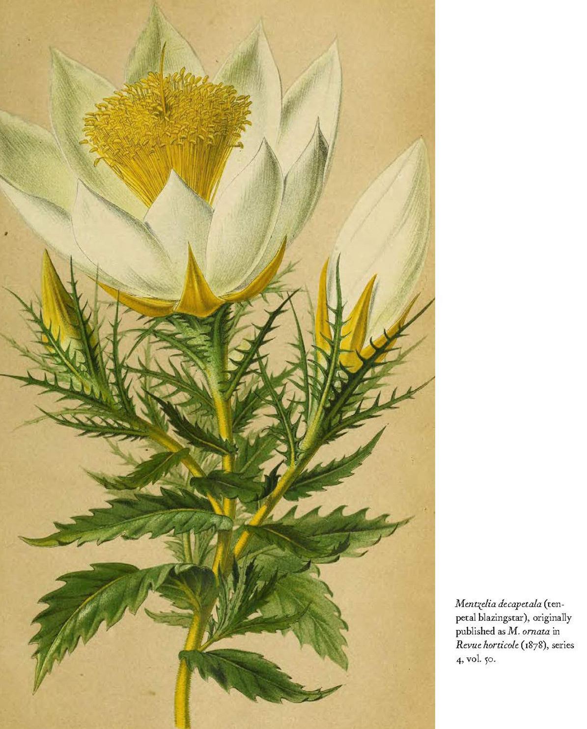 Buch Herbarium – The Quest to Preserve & Classify the World’s Plants One Size