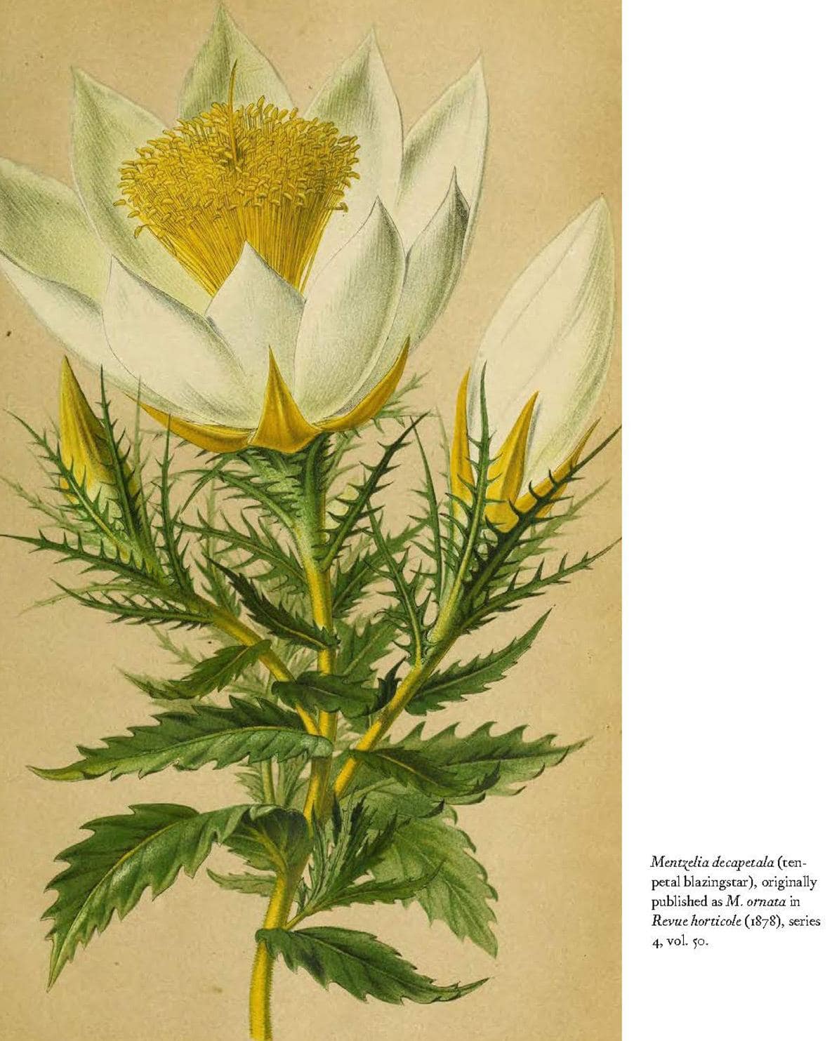 Buch Herbarium – The Quest to Preserve & Classify the World’s Plants One Size