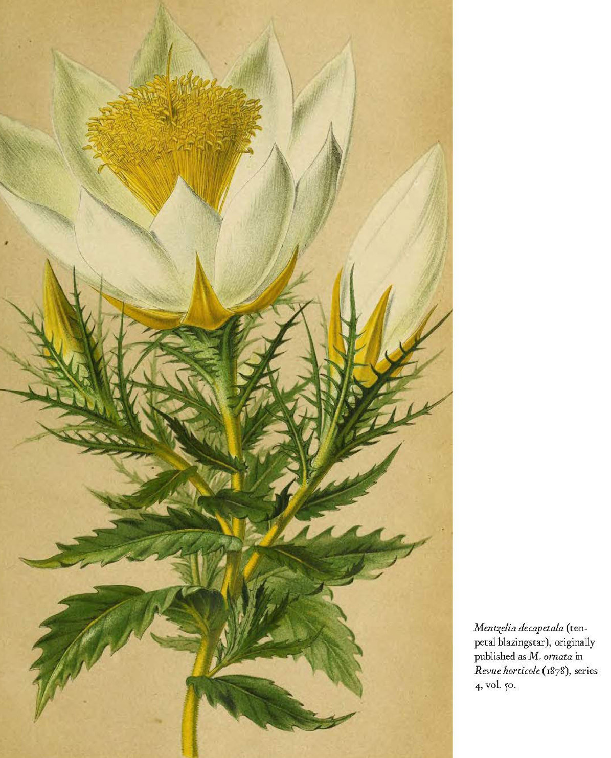 New Mags Buch Herbarium – The Quest to Preserve & Classify the World’s Plants One Size