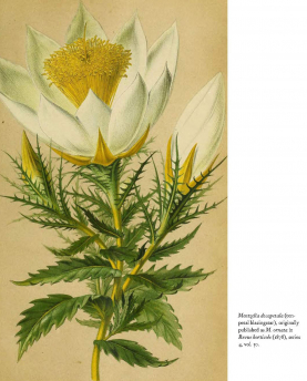 New Mags Buch Herbarium – The Quest to Preserve & Classify the World’s Plants