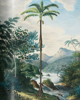 New Mags Buch The Book of Palms XL