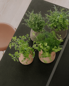 Bergs Potter Blumentopf Viva selbstbewässernd Raw Pot inkl. Untersetzer (grey)
