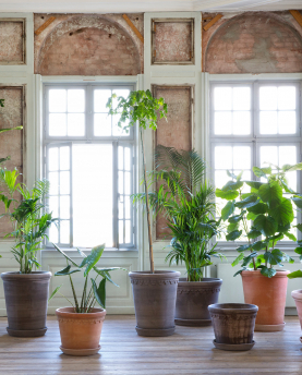 Bergs Potter Blumentopf The Flora Raw Pot inkl. Untersetzer